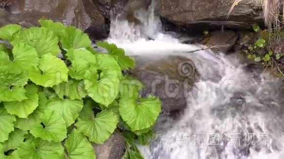 绿色植物生长在近水的山涧中视频