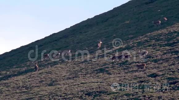 红鹿皇家雄鹿，塞巴斯伊拉弗斯，追逐印地安人，后宫在季节性车辙，凯恩斯NP，苏格兰。