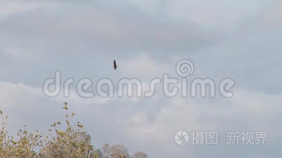 加利福尼亚秃鹫在天空中飞翔视频