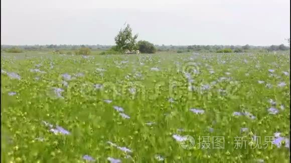 种植亚麻视频