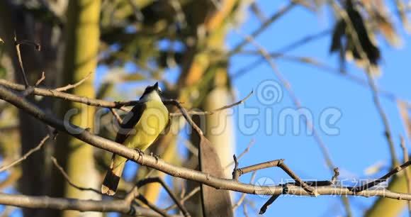 来自哥斯达黎加的大Kiskadee，Pitangus sulfatus