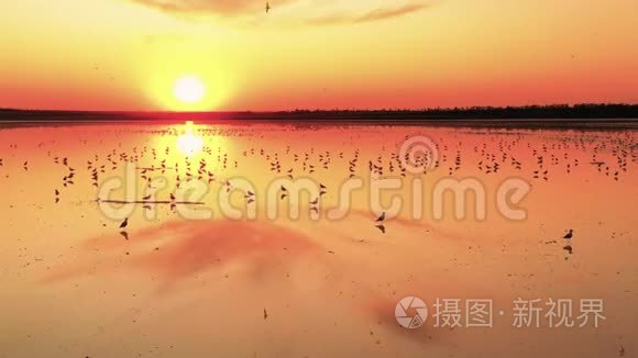 日落时海鸥飞过盐湖视频