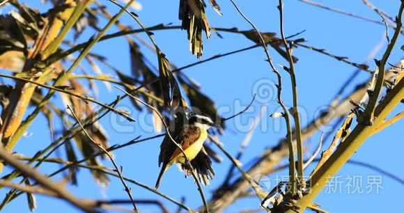 哥斯达黎加的大Kiskadee、Pitangus sulfatus