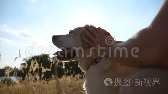 雄性的手抚摸着大自然。 拉布拉多或金毛猎犬和主人坐在绿草上。 太阳光线