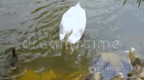 湖中的白天鹅游泳视频