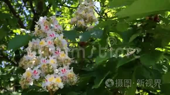 栗子的花树枝，颜色洁白..