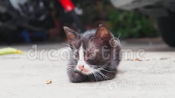 街头流浪的黑白小猫环顾四周视频