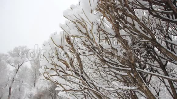 冬季景观-白雪覆盖的树枝在多云的天空背景下。