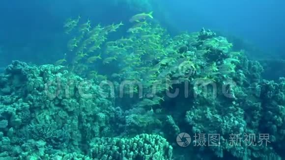 红海地区黄鞍山羊鱼群视频