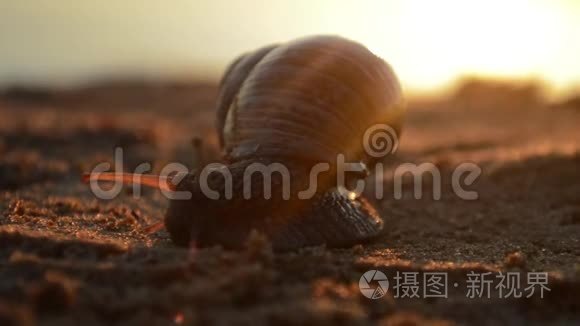 蜗牛在夕阳下的河沙上爬行