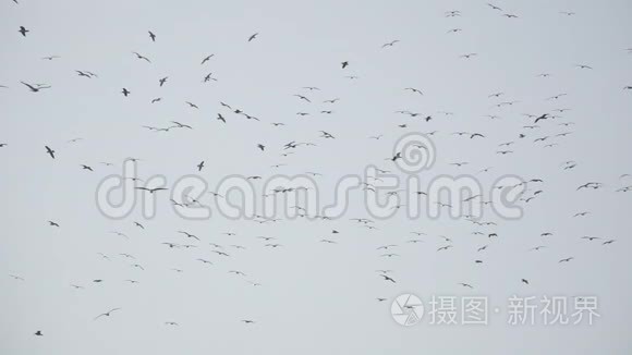 一大群鸟以超慢动作飞行的后景视频