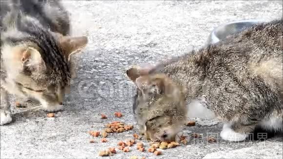 猫吃干粮