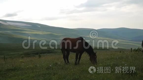 在高山草甸放牧的马视频