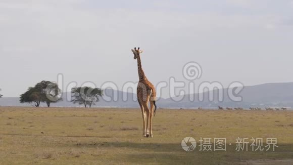 孤独的长颈鹿穿越田野，与炽热的地球，非洲草原4K