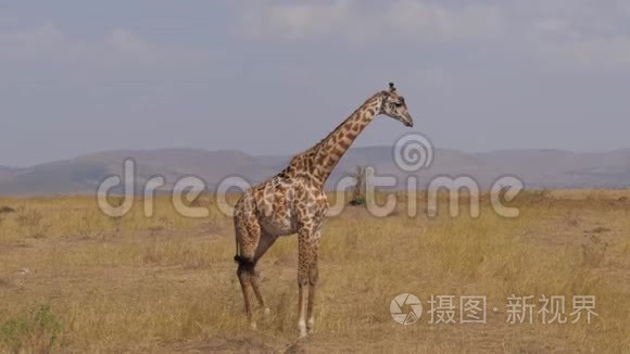 孤独的长颈鹿站着，然后穿过太阳烧焦的草地非洲草原