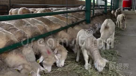 农场饲养绵羊和羔羊视频