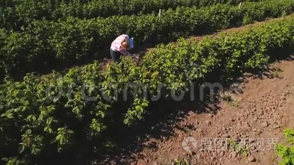 检查种植园草莓生长情况视频