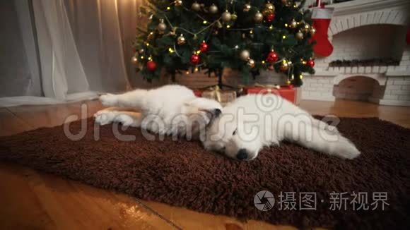 美丽的白狗小狗睡在圣诞树下视频