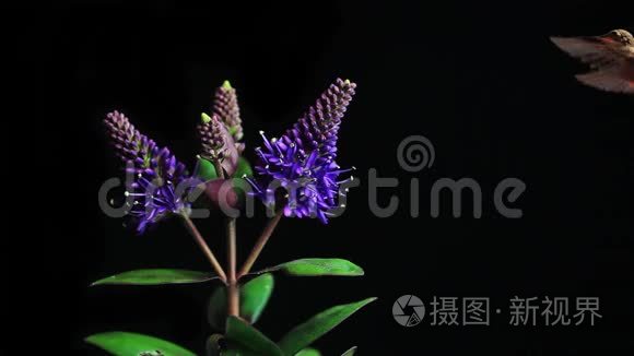 蜂鸟以盛开的花朵为食