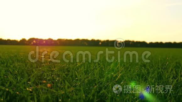 日落时，在阳光下，草坪上的草被近距离拍摄。