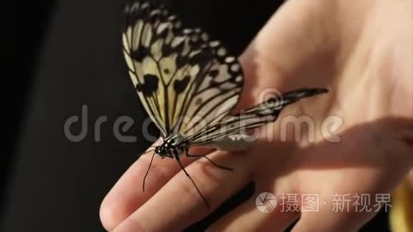 一只蝴蝶坐在手上，一只昆虫翅膀并移动触角