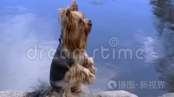 约克郡猎犬坐在湖边的石头上