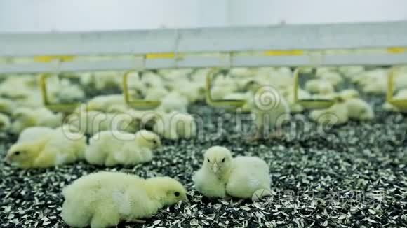 家禽养殖场的婴儿鸡