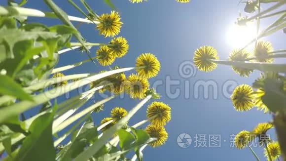 在蓝色的夏日太阳天空的背景下，看到了黄色蒲公英的底部景色