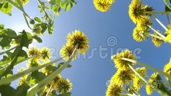 在蓝色的夏日太阳天空的背景下，看到了黄色蒲公英的底部景色