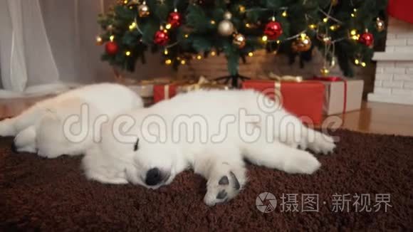 美丽的白狗小狗睡在圣诞树下视频