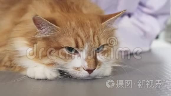 可爱的困倦姜猫被主人刷了视频