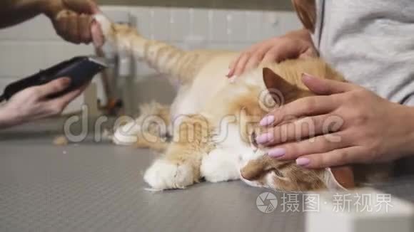 一只可爱的姜猫躺在桌子上，被兽医胡子