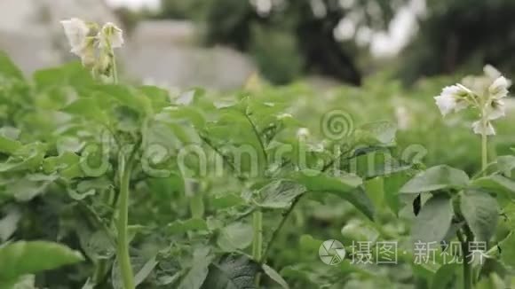 春夏种植土豆属开花绿色春穗