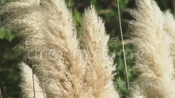 潘帕斯草。 银羽草随风摆动.. 植物在风中慢慢移动。 4k，特写，慢镜头