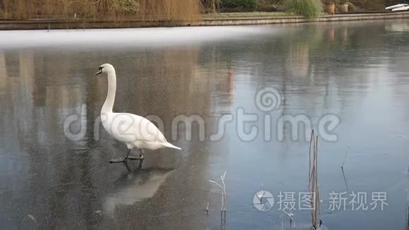 天鹅试图在冰上行走视频