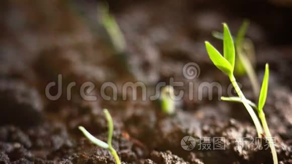 生长在短时间内的植物。 发芽种子。 进化概念，新生命周期