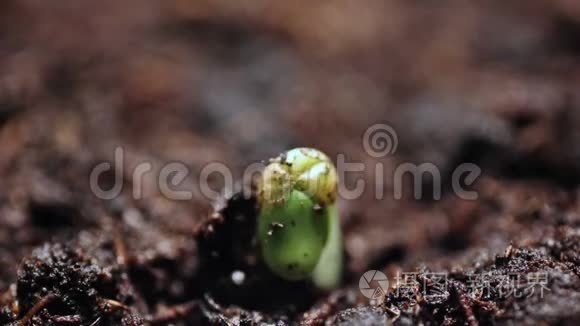 生长在短时间内的植物。 发芽种子。 进化概念，新生命周期