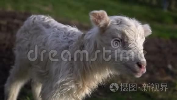 不快乐的羔羊走在草地上视频