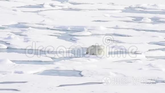 北极熊躺在海冰上视频