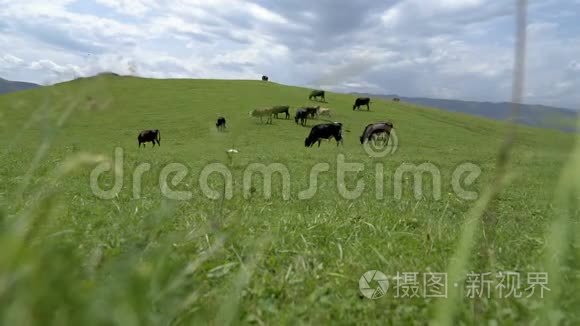 奶牛在绿色草地上放牧视频