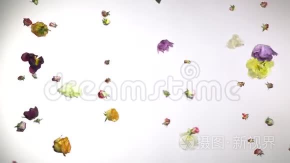 美丽的花朵在白色的背景上飞翔视频