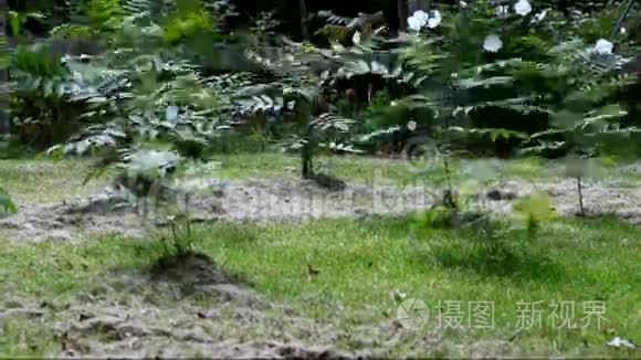 刺角苏马奇植物视频