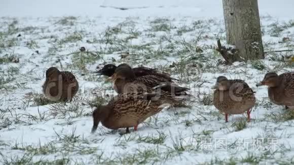 雪和野鸭在草地上打转