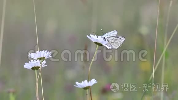 黑纹白色蝴蝶授粉白色花朵视频