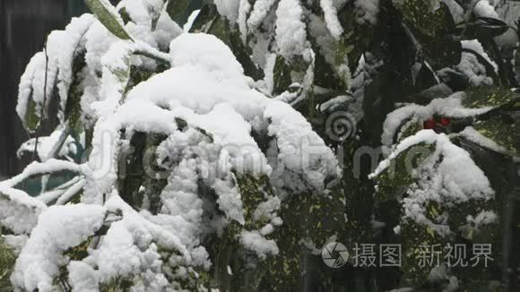 白雪皑皑的植物视频