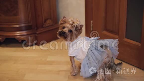 穿着滑稽衣服的狗犬视频