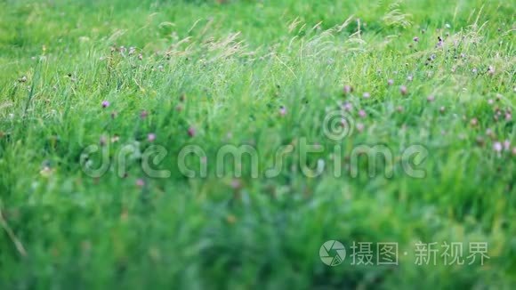 青草在茂盛的草地上随风而动视频