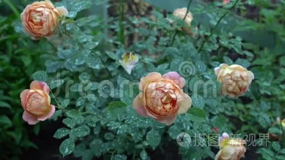 英国花园里的粉色和米色玫瑰。 绿色自然背景和文字的地方夏季
