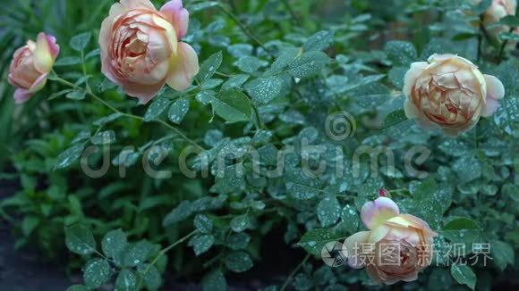 美丽的粉红色和米色玫瑰灌木在英国乡村花园。 绿色自然背景，有文字的地方