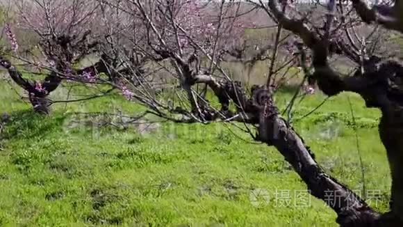 春天盛开的桃树枝视频